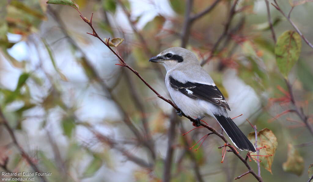 Northern Shrikeadult, pigmentation