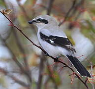 Northern Shrike