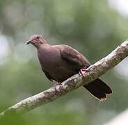 Pigeon à bec noir