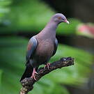 Pigeon à bec rouge