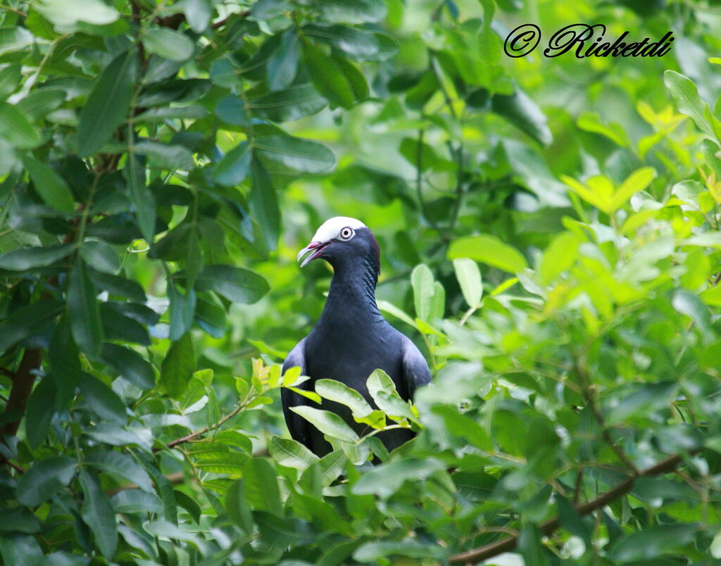 Pigeon à couronne blanche