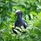 Pigeon à couronne blanche