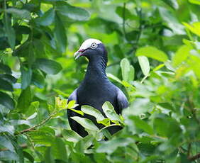 Pigeon à couronne blanche