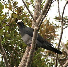 Pigeon à couronne blanche