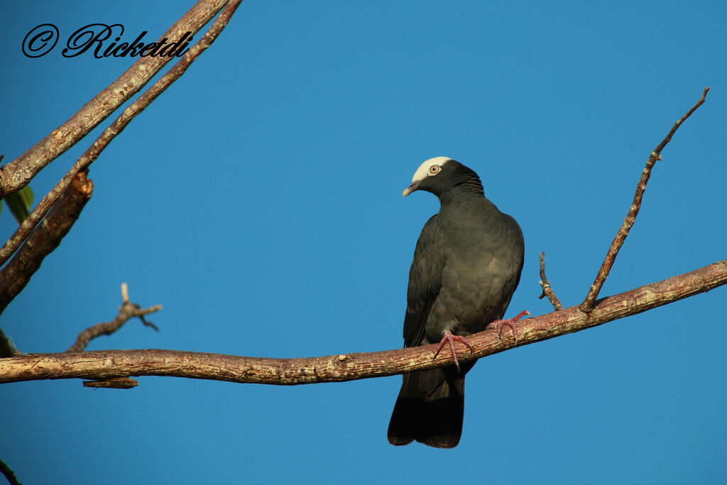 White-crowned Pigeon