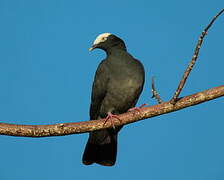 White-crowned Pigeon