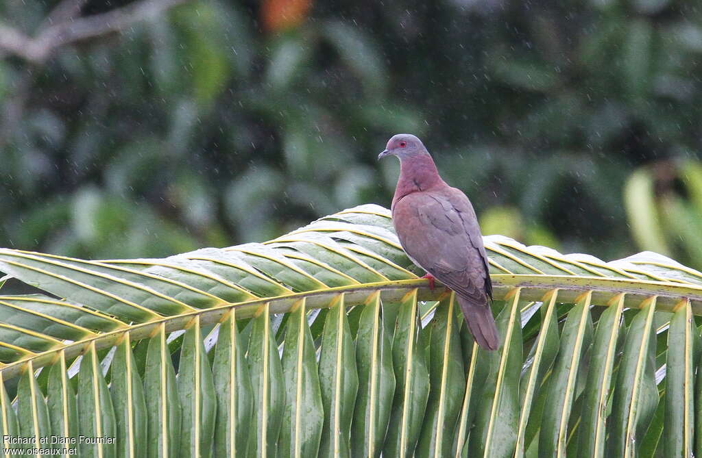 Pale-vented Pigeon male adult, identification