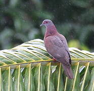 Pale-vented Pigeon