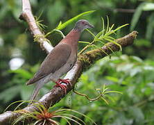 Pale-vented Pigeon