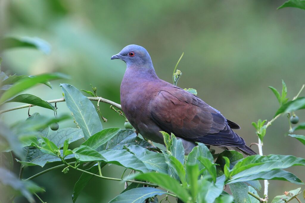 Pale-vented Pigeon