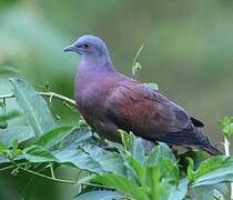 Pale-vented Pigeon