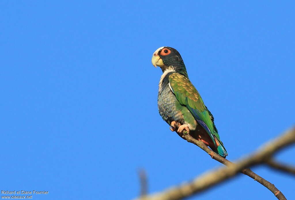 White-crowned Parrot