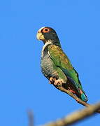 White-crowned Parrot