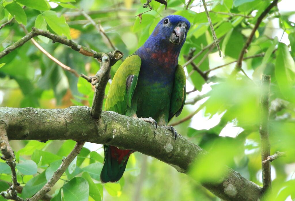 Blue-headed Parrot