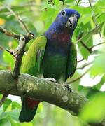 Blue-headed Parrot