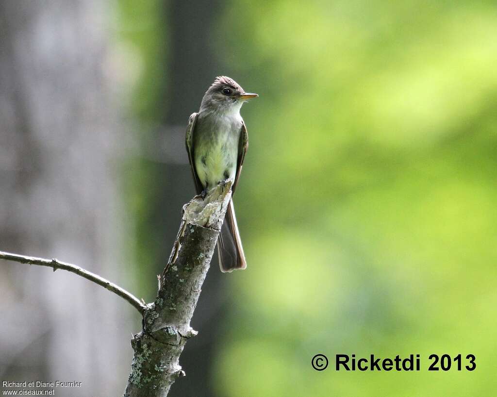 Eastern Wood Pewee, pigmentation, Behaviour