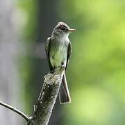 Eastern Wood Pewee