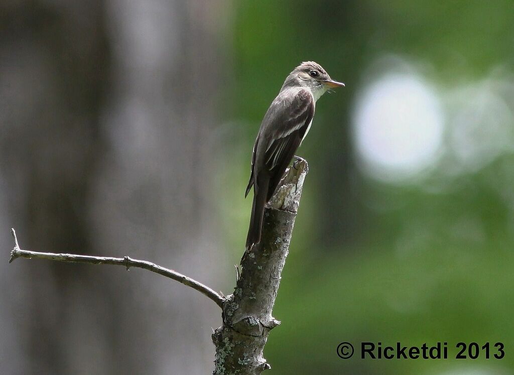 Eastern Wood Pewee