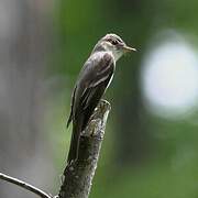 Eastern Wood Pewee