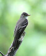 Eastern Wood Pewee