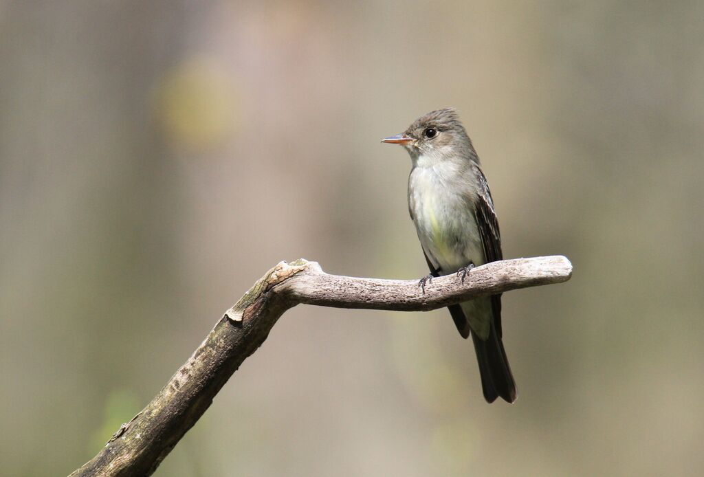 Eastern Wood Pewee