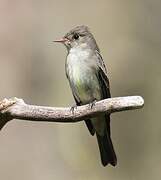 Eastern Wood Pewee