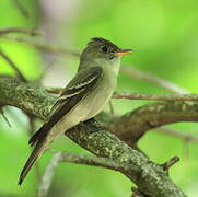 Eastern Wood Pewee