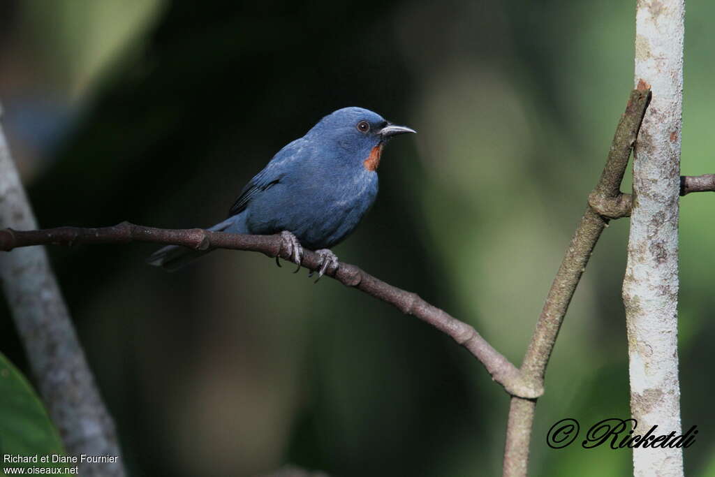 Orangequit male adult, identification