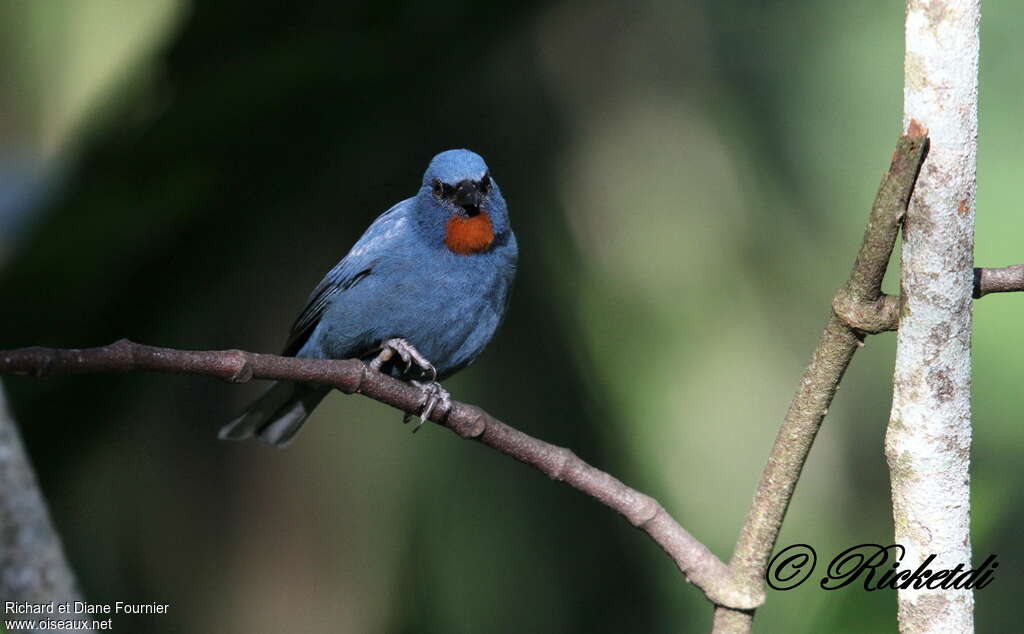 Orangequit male adult, close-up portrait