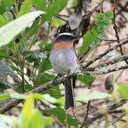 Rufous-breasted Chat-Tyrant