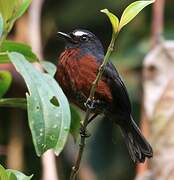 Slaty-backed Chat-Tyrant