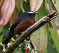 Slaty-backed Chat-Tyrant