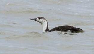 Red-throated Loon