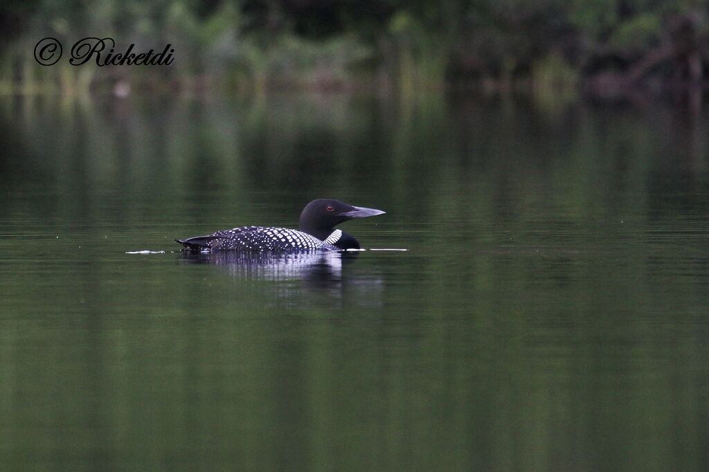 Common Loon