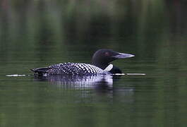 Common Loon