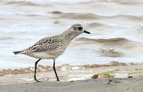 Grey Plover