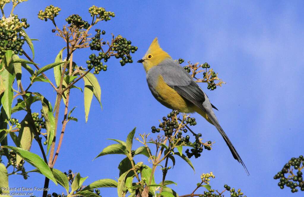 Long-tailed Silky-flycatcher male adult, identification