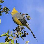 Long-tailed Silky-flycatcher