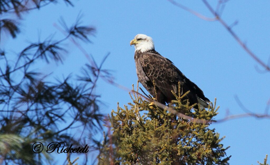 Bald Eagle