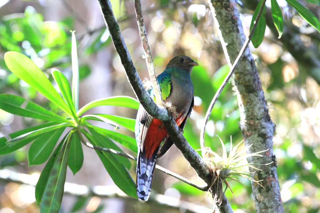 White-tipped Quetzal female