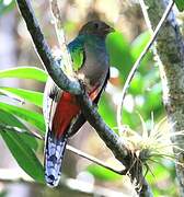 White-tipped Quetzal