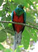 White-tipped Quetzal