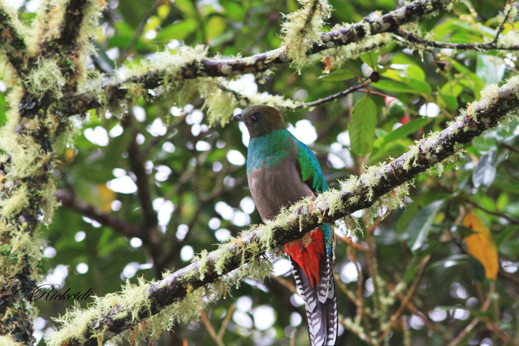 Quetzal resplendissant femelle