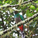 Quetzal resplendissant