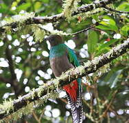 Quetzal resplendissant