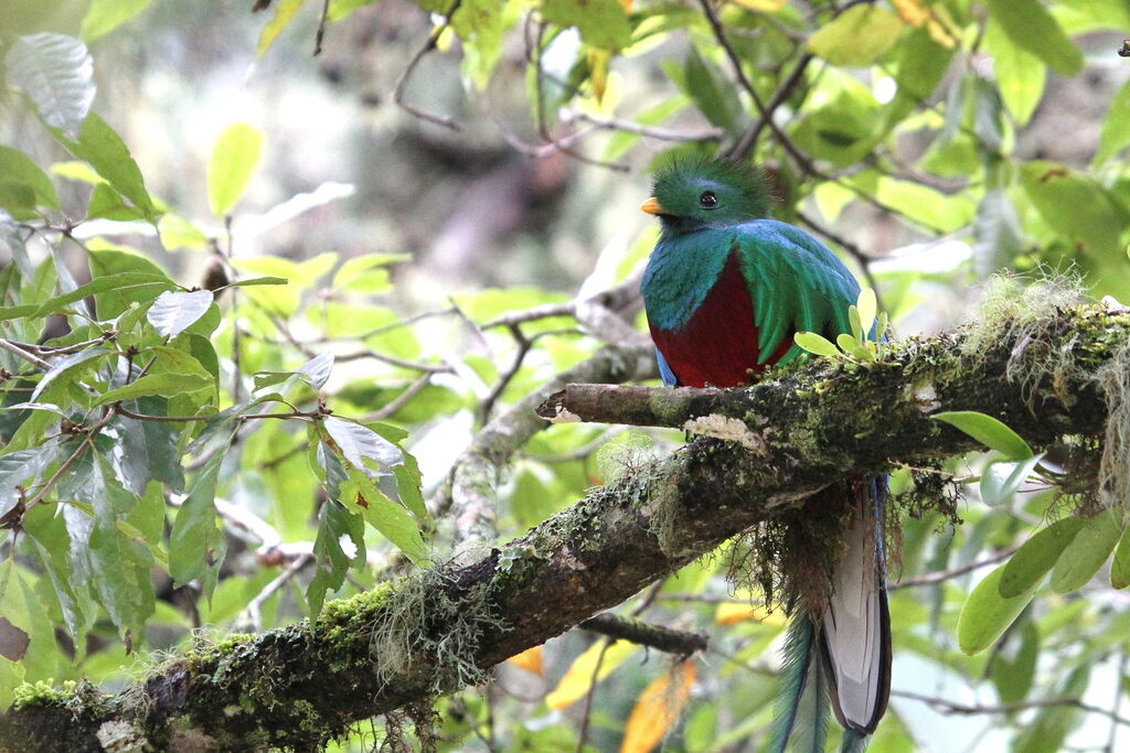 Resplendent Quetzal male