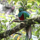 Quetzal resplendissant
