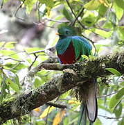 Quetzal resplendissant