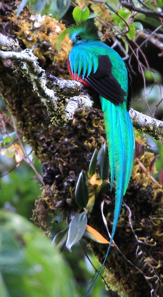 Quetzal resplendissant