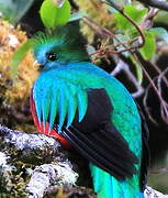 Quetzal resplendissant